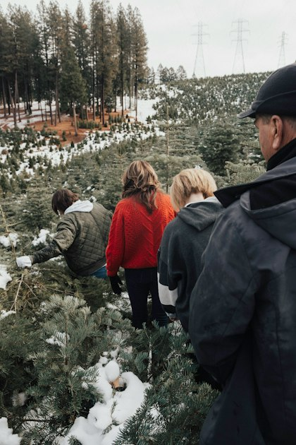Caring for Your Christmas Tree
