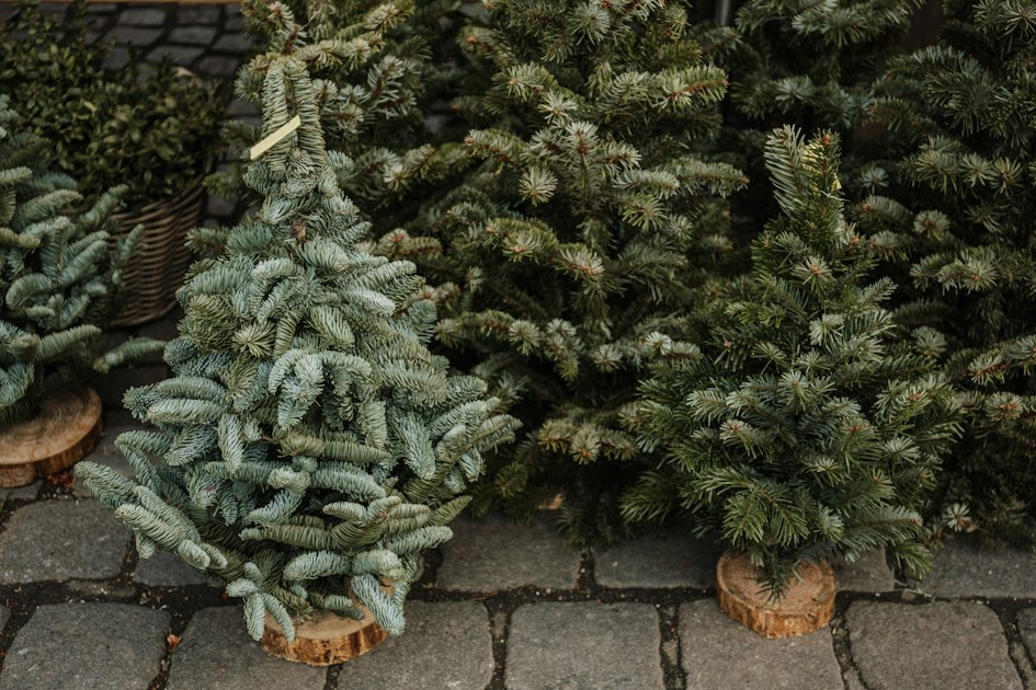 The History of Christmas Trees