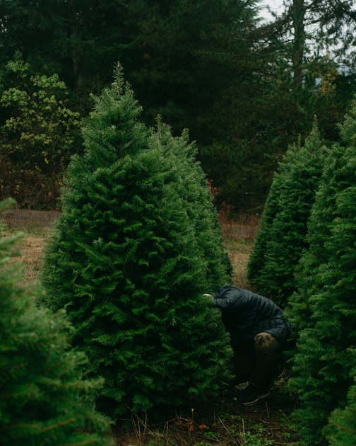 Sustainable Tree Farming Practices