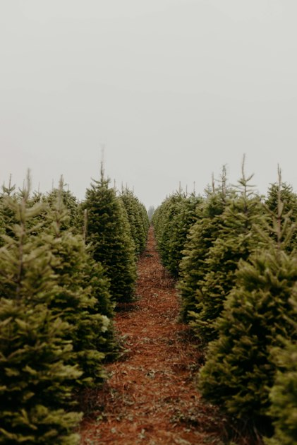 Choosing the Perfect Christmas Tree